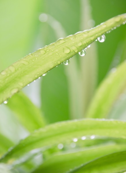 Tropical plant leaves, close-up. Photo : Jamie Grill Photography