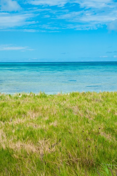 Aruba, grassy beach and sea. Photo : Daniel Grill