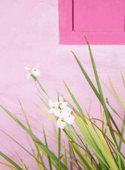 Brazil, Bahia, Trancoso, Orchids against pink wall. Photo : Jamie Grill Photography