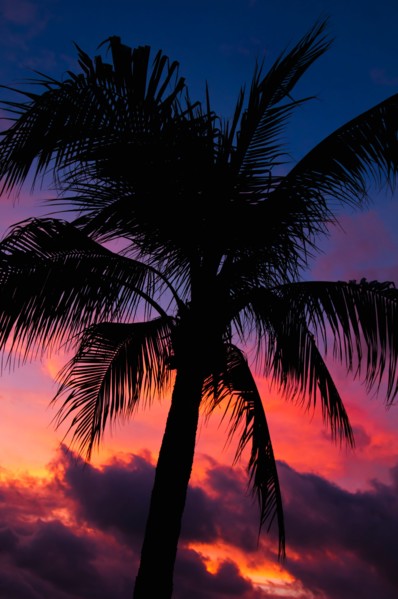 Aruba, silhouette of palm tree at sunset. Photo : Daniel Grill