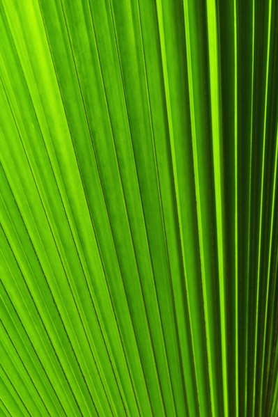 Extreme close-up view of green tropical leaf.