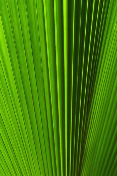 Extreme close-up view of green tropical leaf.