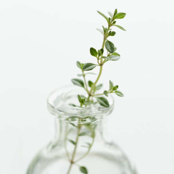 Oregano in vase.