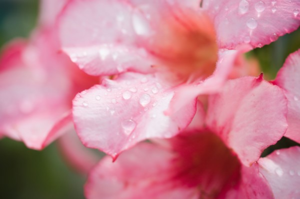 Flowers with raindrops. Photo : Kristin Lee