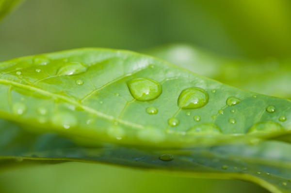 Close-up of raindrops on green leaf. Photo : Kristin Lee