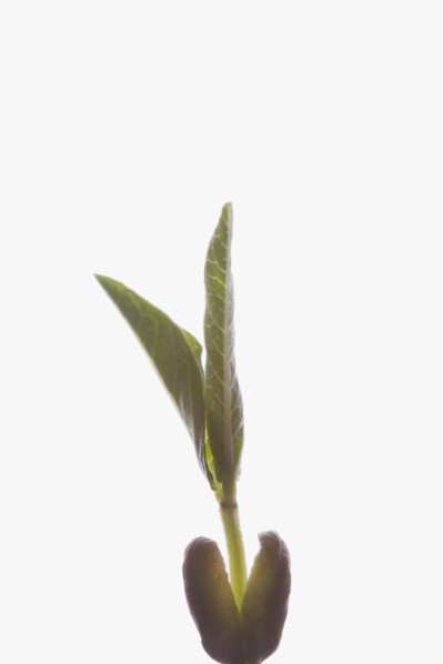 Close-up of seedling on white background. Photo : Kristin Lee