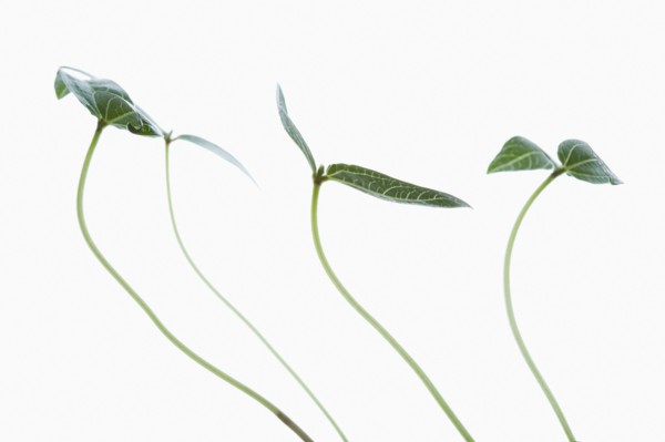 Studio shot of green plants on white background. Photo : Kristin Lee