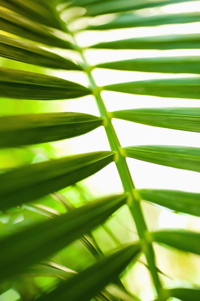 Palm leaf.