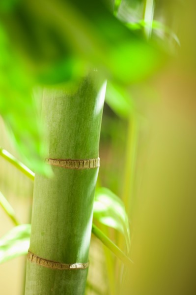 Close up of green bamboo.