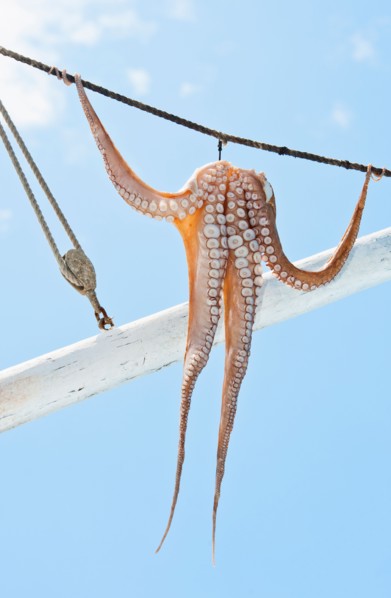 Greece, Cyclades Islands, Mykonos, Sun drying octopus on fishing boat.