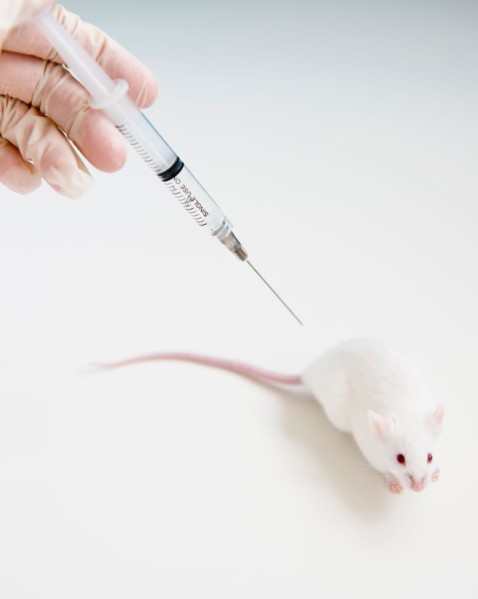Studio shot of hand in glove holding syringe above white mouse. Photo : Jamie Grill
