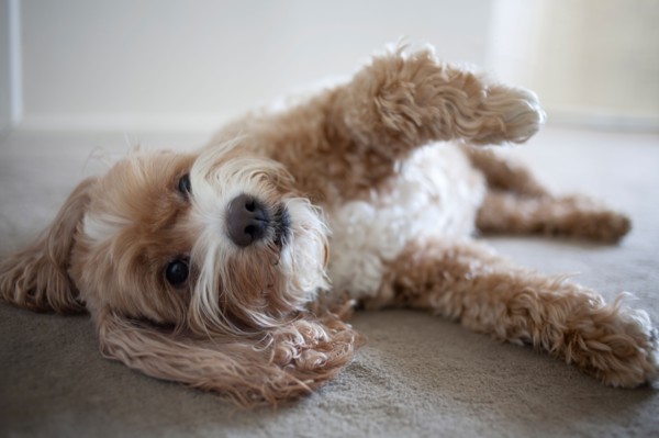 Cockapoo dog lying on floor. Photo: Winslow Productions