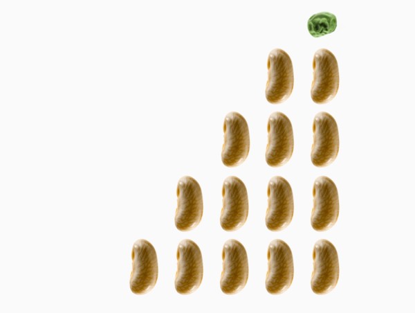Studio shot of White Bean Seed and Pea Seed on white background. Photo : David Arky