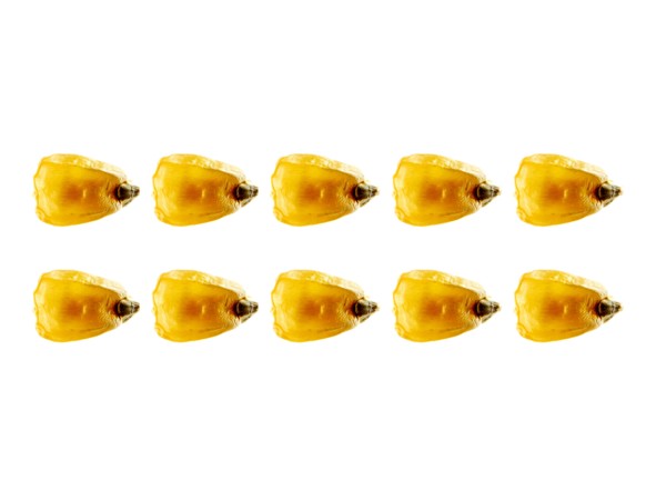 Studio shot of Yellow Corn Seeds on white background. Photo : David Arky