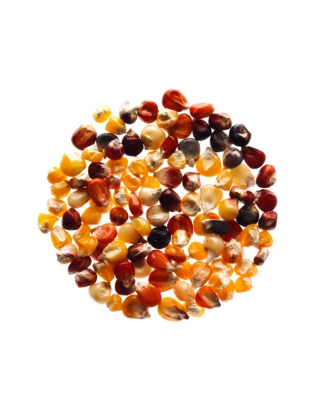 Studio shot of Mixed Corn Seeds on white background. Photo : David Arky
