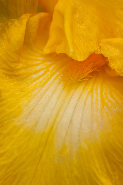 USA, Oregon, Close-up of yellow iris. Photo : Gary J Weathers