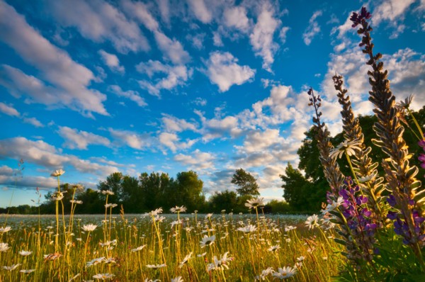 USA, Oregon, Marion County, Meadow with wildflowers at sunset. Photo : Gary J Weathers