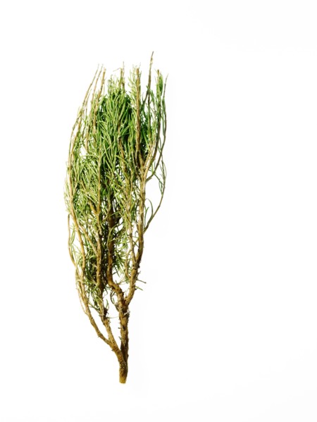 Studio shot of rosemary. Photo: David Arky
