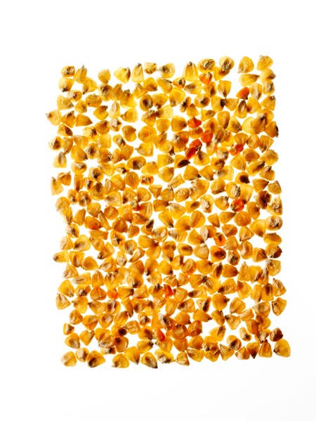 Studio shot of Yellow Corn Seeds on white background. Photo : David Arky