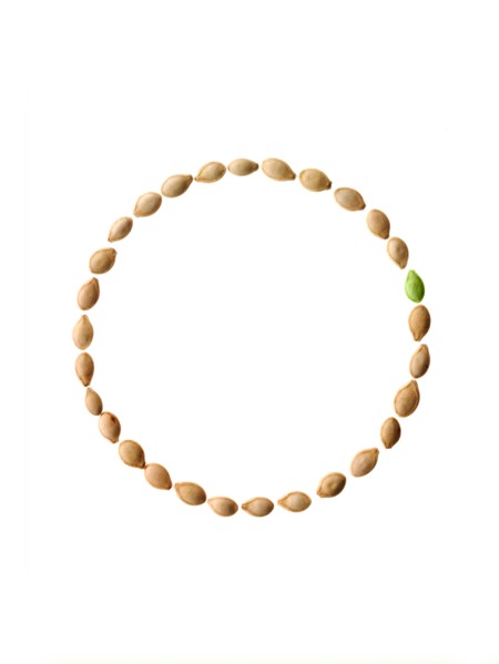 Studio shot of Pumpkin Seeds on white background. Photo : David Arky