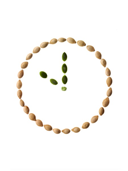 Studio shot of Pumpkin Seeds in shape of clock on white background. Photo : David Arky