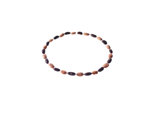 Studio shot of Mixed Seeds on white background. Photo : David Arky