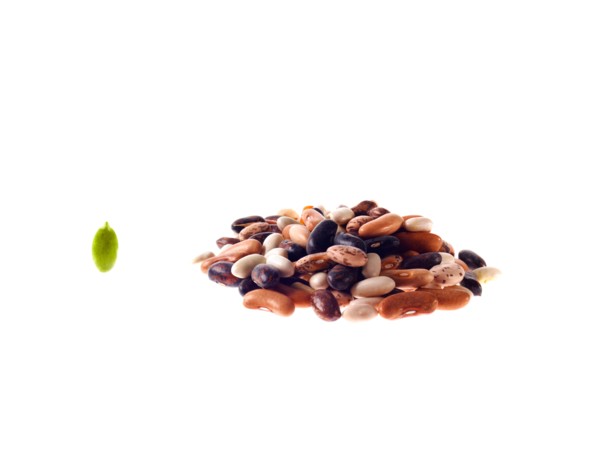 Studio shot of Mixed Seeds on white background. Photo : David Arky