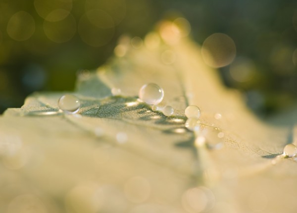 Close up of raindrops on leaf. Photo : Jamie Grill