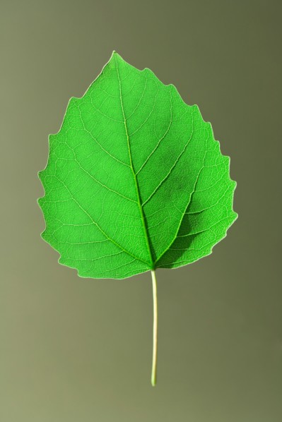 Bigtooth Aspen Leaf. Photo: Chris Hackett
