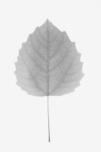 Bigtooth Aspen Leaf. Photo : Chris Hackett