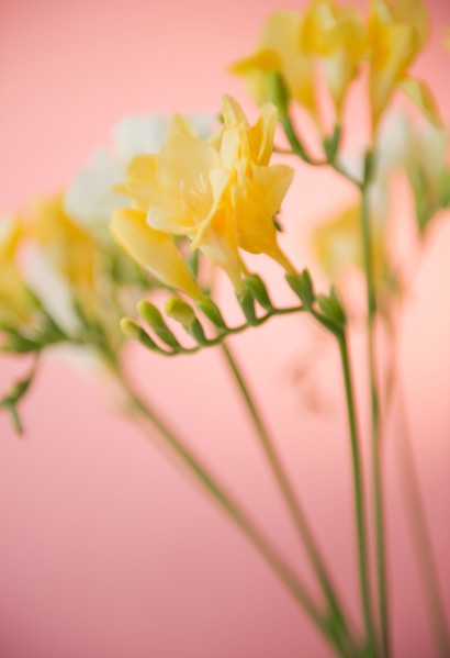 Close up of freesia flowers. Photo: Jamie Grill