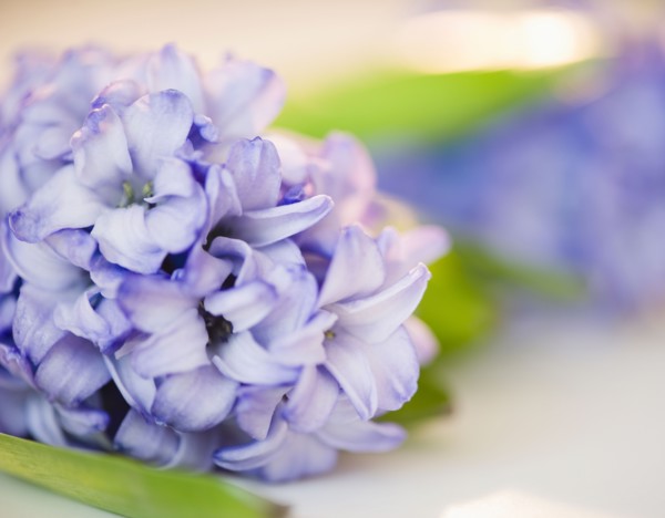 Close up of lilac flower. Photo : Jamie Grill