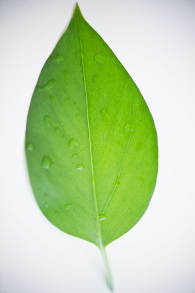 Close up of green leaf. Photo : Jamie Grill