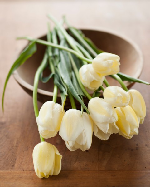Tulips on bowl.