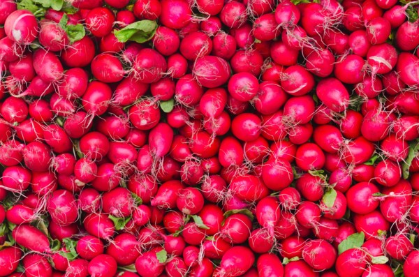 Radishes for sale.