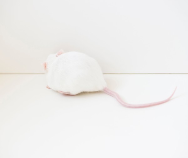 Studio shot of white mouse. Photo: Jamie Grill