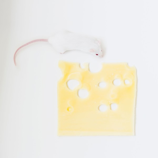 Studio shot of white mouse and slice of swiss cheese. Photo : Jamie Grill