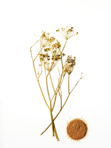 Studio shot of chamomile. Photo: David Arky