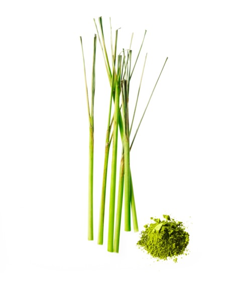 Studio shot of lemon grass. Photo: David Arky