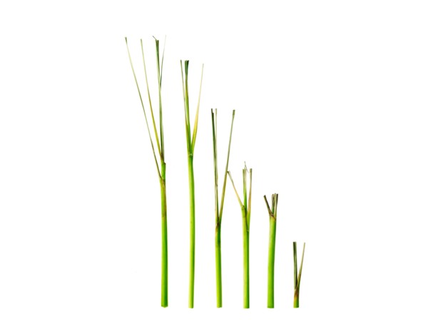 Studio shot of lemon grass. Photo: David Arky