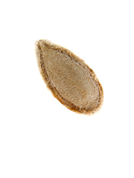 Studio shot of Sunflower Seed on white background. Photo : David Arky