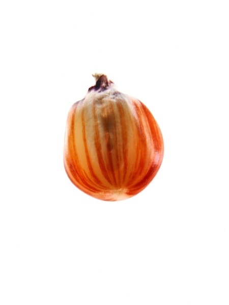 Studio shot of Red Corn Seed on white background. Photo : David Arky
