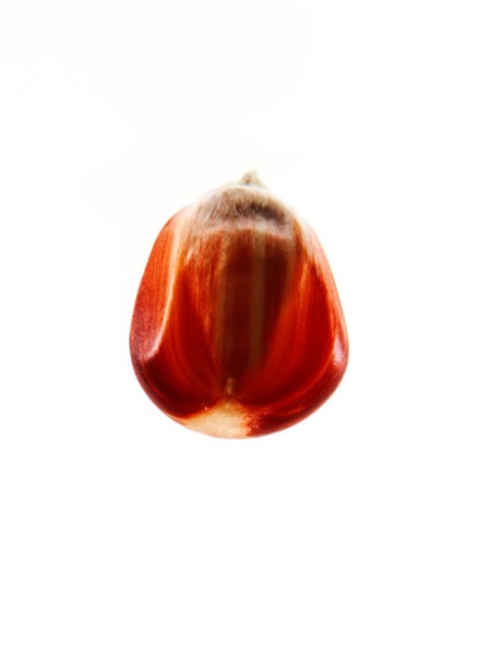 Studio shot of Red Corn Seed on white background. Photo : David Arky