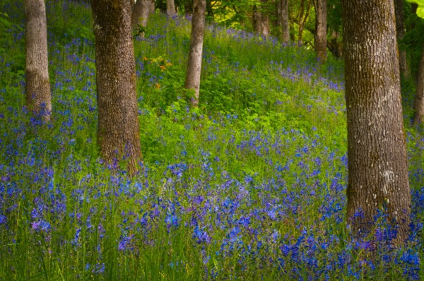 USA, Oregon, Salem, Wildflowers among oak trees. Photo : Gary J Weathers