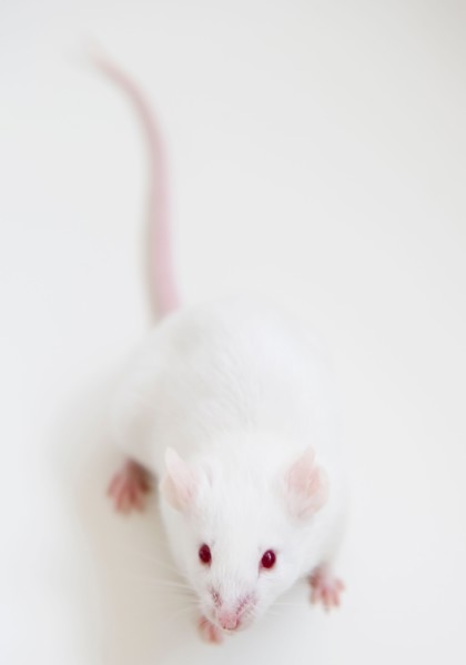 Studio shot of white mouse. Photo : Jamie Grill