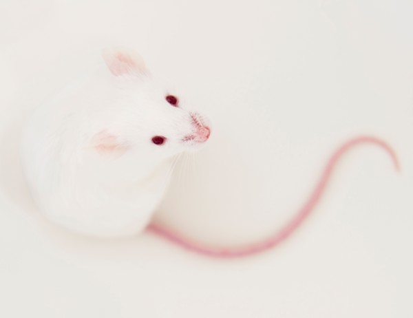 Studio shot of white mouse. Photo : Jamie Grill
