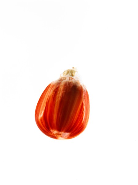 Studio shot of Red Corn Seed on white background. Photo : David Arky