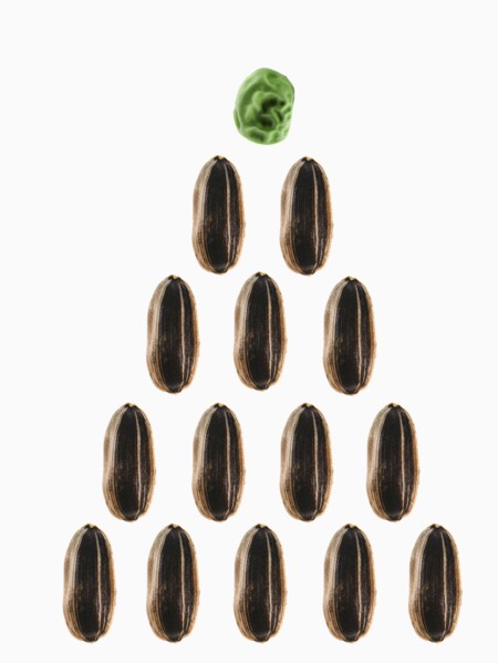 Studio shot of Sunflower Seeds and Pea Seed: Growth on white background. Photo : David Arky