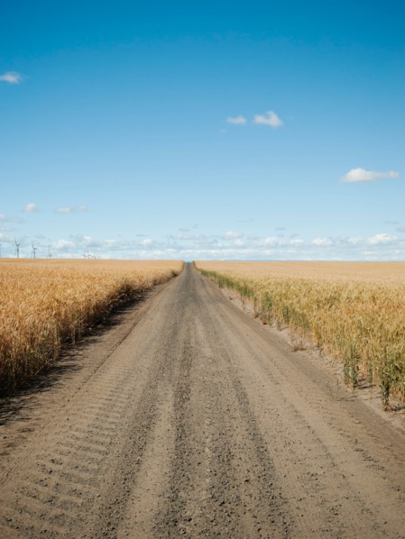 USA, Oregon, Wasco, Dirt road between wheat fields.