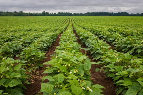 USA, Oregon, Marion County, Field of green beans blooming. Photo : Gary J Weathers